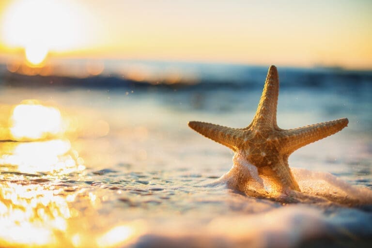 starfish on the beach at sunset